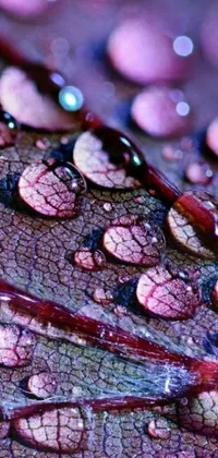 This beautiful live wallpaper features a macro photograph of a leaf with water droplets on it, set against a backdrop of purple shattered paint and falling rain