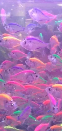 This live wallpaper is a kaleidoscopic and mesmerizing display of vibrant aquatic life