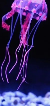 Enjoy the unique beauty of a jellyfish floating in a tank with this stunning live wallpaper