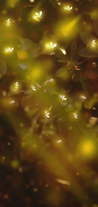 Water Plant Amber Live Wallpaper