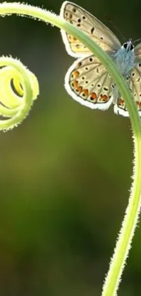 This phone live wallpaper depicts a mesmerizing macro photograph of a butterfly sitting on a green plant