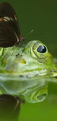 This mobile phone live wallpaper displays a lovely green frog with a delicate butterfly resting atop its head inside a serene pond