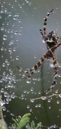 Enjoy the mesmerizing spider live wallpaper for your phone