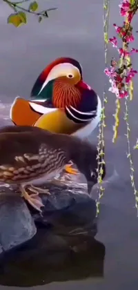 Add some natural beauty to your phone screen with a stunning live wallpaper featuring two ducks floating atop placid waters surrounded by striking florals