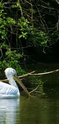 This live wallpaper features a large white bird floating on top of a river in the jungle