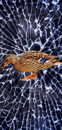 This live wallpaper depicts a duck standing in water, surrounded by natural beauty