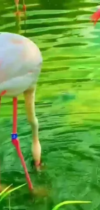 Get mesmerized by the beautifully animated phone live wallpaper featuring lovely flamingos standing gracefully in the water