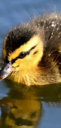 This phone live wallpaper features a young and cute duck, swimming in a peaceful body of water