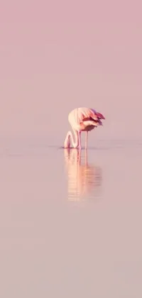 This live wallpaper for your phone features a serene image of two flamingos standing on a body of water, eating their meal