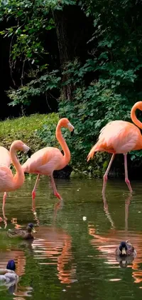 This live wallpaper showcases a group of flamingos wading in a tranquil body of water, set against a lush jungle backdrop