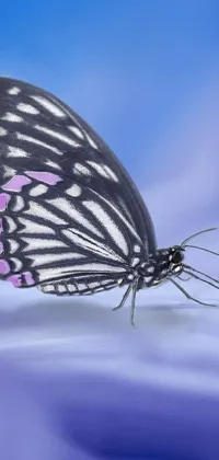 This live wallpaper for your phone features a stunning close-up image of a butterfly resting peacefully on a delicate flower