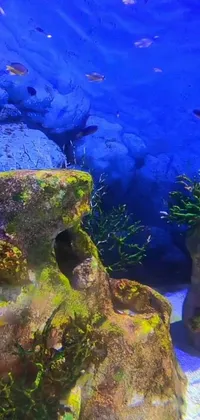Bring nature's beauty to your phone with this captivating live wallpaper! Watch as a colorful fish gracefully swims through a stunning aquarium, surrounded by rainbow-colored corals