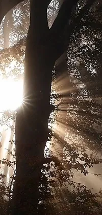 This phone live wallpaper features stunning sunlight glowing through forest branches, creating a calming atmosphere with the illusion of lightshafts and fog, perfect for lovers of nature