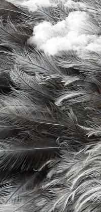 This phone live wallpaper showcases a stunning close-up of a bundle of feathers in a dark gray shade
