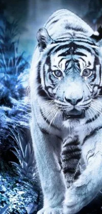 Get mesmerized by the stunning digital rendering of a white tiger strolling across a lush green field! This ice cold blue-themed live wallpaper features the glowing blue face of the magnificent beast that exudes power and grace