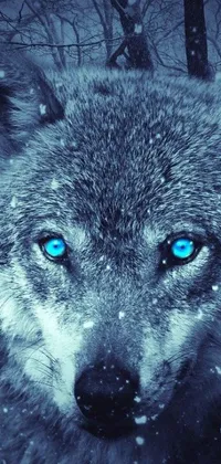 Looking for a captivating live wallpaper for your phone? Check out this stunning image of a wolf in the snow with blue eyes