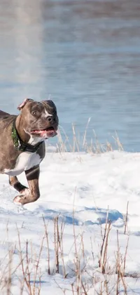 This phone live wallpaper showcases a majestic cyborg pitbull running in the snow near a water body