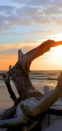 This stunning phone live wallpaper features a delightful dead tree sculpture, positioned atop a sandy beach, beautifully captured in a still from a video