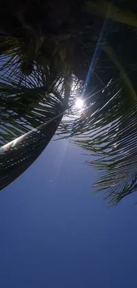 This phone live wallpaper captures the essence of a tropical paradise with a glowing yellow sun and blue sky in the background, green palm tree leaves swaying gently in the breeze, distant hurufiyya mountains, coconuts and moonrays adding to the tropical vibe, and delightful tropical birds flitting in and out of the frame