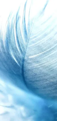 This phone live wallpaper features a stunning blue feather in close-up, set against a pristine white background