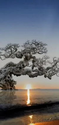 This live wallpaper showcases a surreal beach scene with a tree sitting atop overlooking the vast ocean