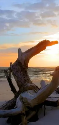 This stunning live phone wallpaper features a captivating video still of a beautiful beach at sunset