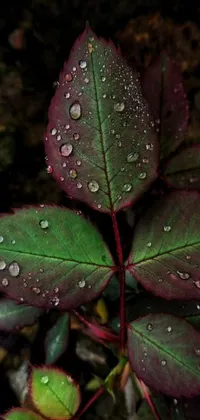 This phone live wallpaper features a close up of a plant with water droplets on it, perfect for nature lovers