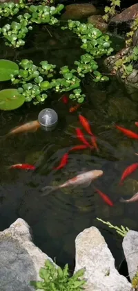 This live wallpaper for your phone features a serene pond filled with lively red fish swimming around