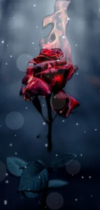 This red rose live phone wallpaper features a digitally created image with fiery flames bursting out of the flower