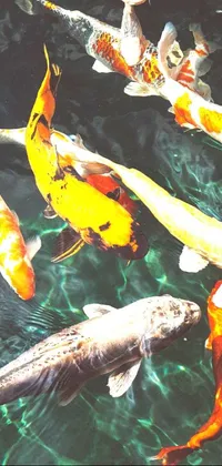 Transform your phone screen into a tranquil sanctuary with this stunning live wallpaper featuring a group of colorful koi fish swimming gracefully in a serene pond scene