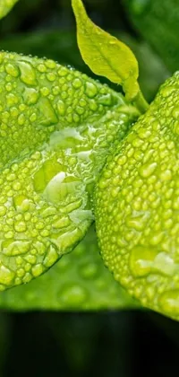 This mobile wallpaper features a stunning photorealistic close-up of a lime green leaf with water droplets on its surface
