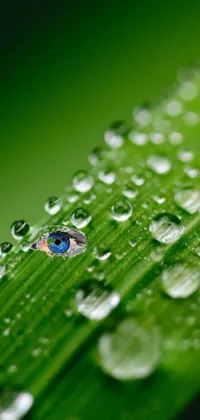 This live wallpaper features a stunning macro photograph of a leaf with water droplets by Tadashi Nakayama of pixabay
