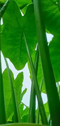 This stunning live wallpaper features a close-up shot of green plant leaves, surrounded by bamboo stalks, cucumbers, and lotuses in the background