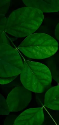 Experience the beauty of green leaves with this stunning live wallpaper for your phone
