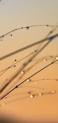 This live wallpaper features a close-up view of a plant with delicate water droplets on its leaves, set against a pastel orange sunset