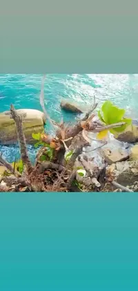 Introducing our latest phone live wallpaper! A serene scene with two smooth rocks near the Caribbean Sea, nestled next to crystal-clear waters
