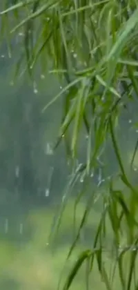This beautiful phone live wallpaper features a serene rain scene complete with a bird on a tree branch, drops of rain falling from above, and willow leaves swaying gently in the breeze