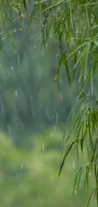 This phone live wallpaper features animated birds standing in the rain amidst a green rainforest backdrop