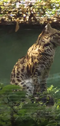 This phone live wallpaper showcases a stunning image of a margay, a magnificent Sumatran cat
