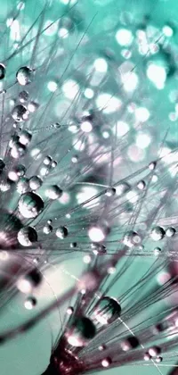 This live wallpaper features a stunning close-up shot of a dandelion covered in water droplets in pastel pink and teal colors, with luxurious crystal accents on the walls