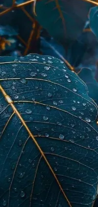Experience the beauty of nature with this breathtaking phone live wallpaper featuring a close-up view of a leaf with water droplets