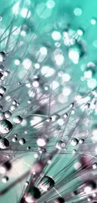 This phone live wallpaper exhibits a captivating image of water droplets on a dandelion in a teal aesthetic