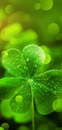 This live phone wallpaper features a four-leaf clover adorned with water droplets on a stunning green background with attractive bokeh
