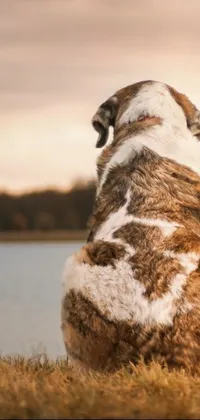 This live wallpaper portrays a brown and white dog sitting next to a tranquil body of water, gazing at the sunset