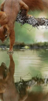 This live wallpaper for phones features a stunning National Geographic image of a squirrel standing on a tree branch near a body of water, with fantastic realism and reflection puddles