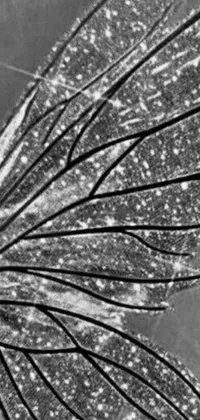 This mobile live wallpaper features a stunning black and white photograph of an insect wing covered in glittering crystals and sparkling glitter