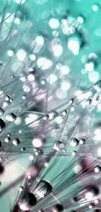 This live wallpaper showcases a close-up image of water droplets on a dandelion in a pink and teal color palette