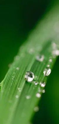 This stunning phone live wallpaper showcases a close-up view of a leaf adorned with beautiful water droplets