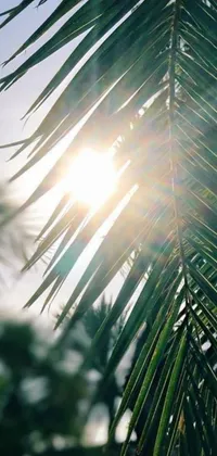 Experience a tropical paradise on your phone with this lively wallpaper! The sun shines through a palm tree, enlightening the leaves with a natural glow