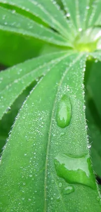 This stunning live wallpaper features a close-up of a leaf with water droplets creating ripples on a rainy day